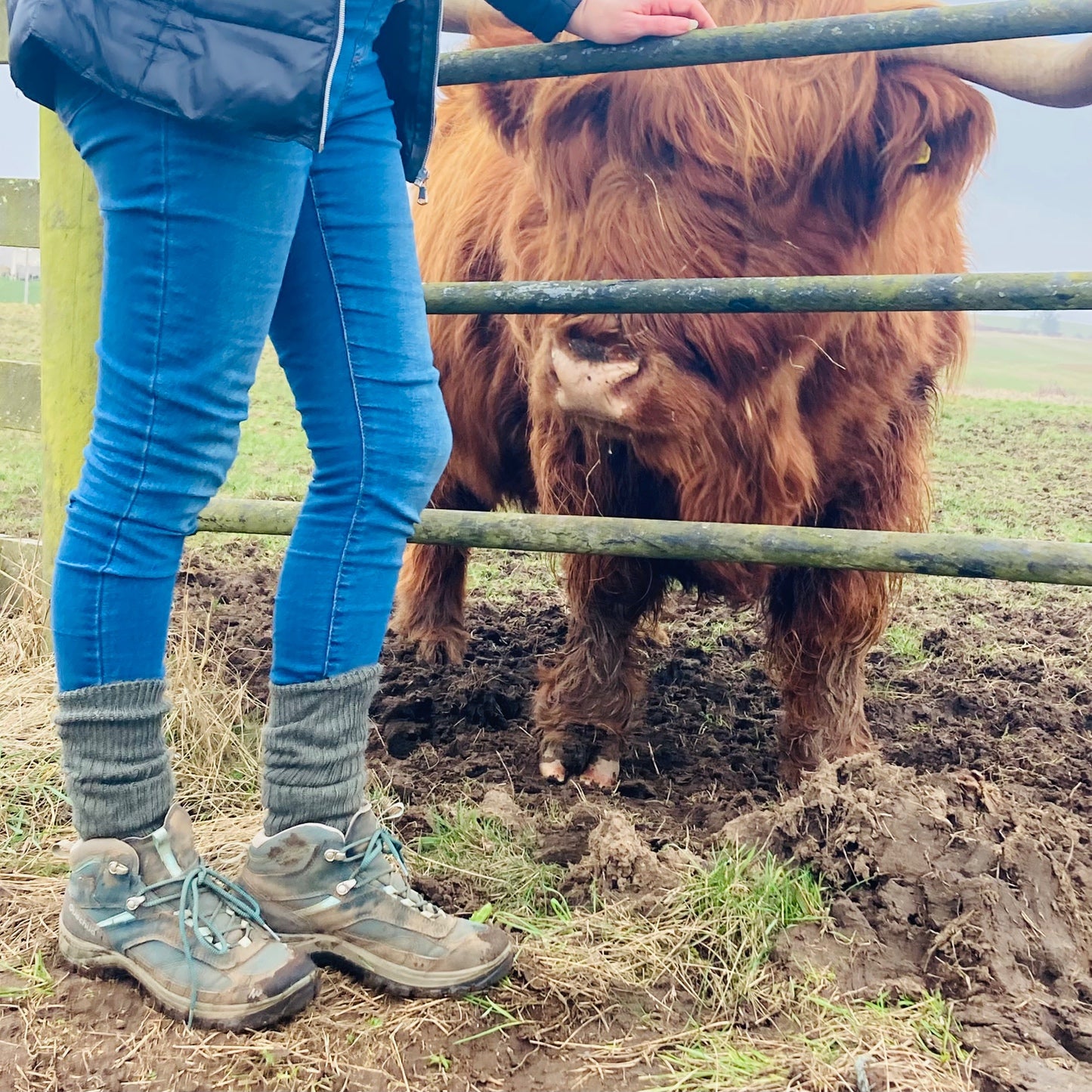 Green Yorkshire-style Capricorn Mohair Socks paired with walking boots on a muddy farm track beside a Highland cow – rugged, warm and farm-ready